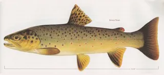 Cold Springs Brown Trout