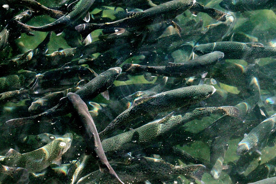 Live Trout Egg Sales Cold Springs Trout Farm