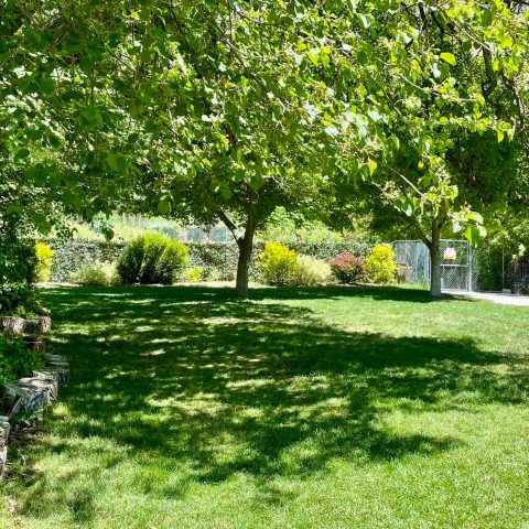 a tree in front of a lush green field