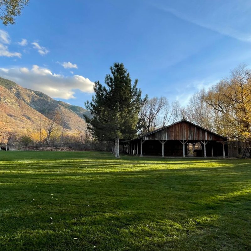 a herd of sheep grazing on a lush green field