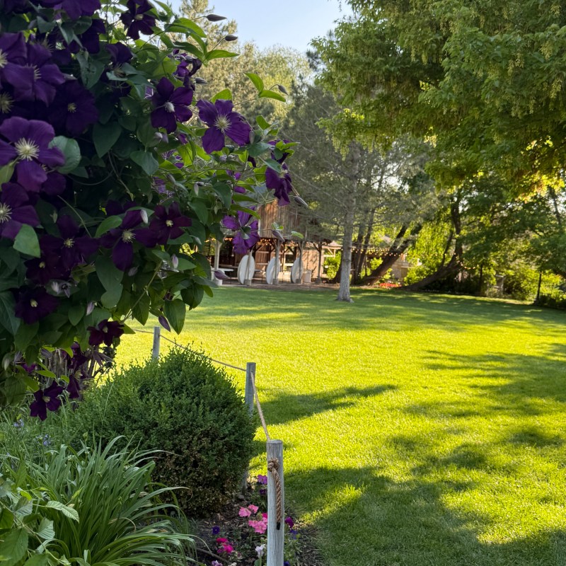 Garden with purple flowers, green lawn, and trees under a clear blue sky.