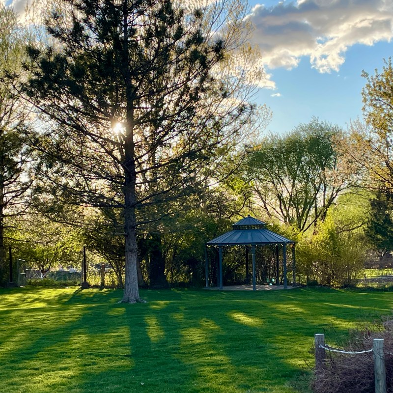 A sunny yard with trees and a gazebo casting long shadows on the grass.