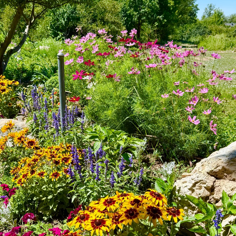 Colorful garden with yellow, pink, and purple flowers under a clear blue sky.