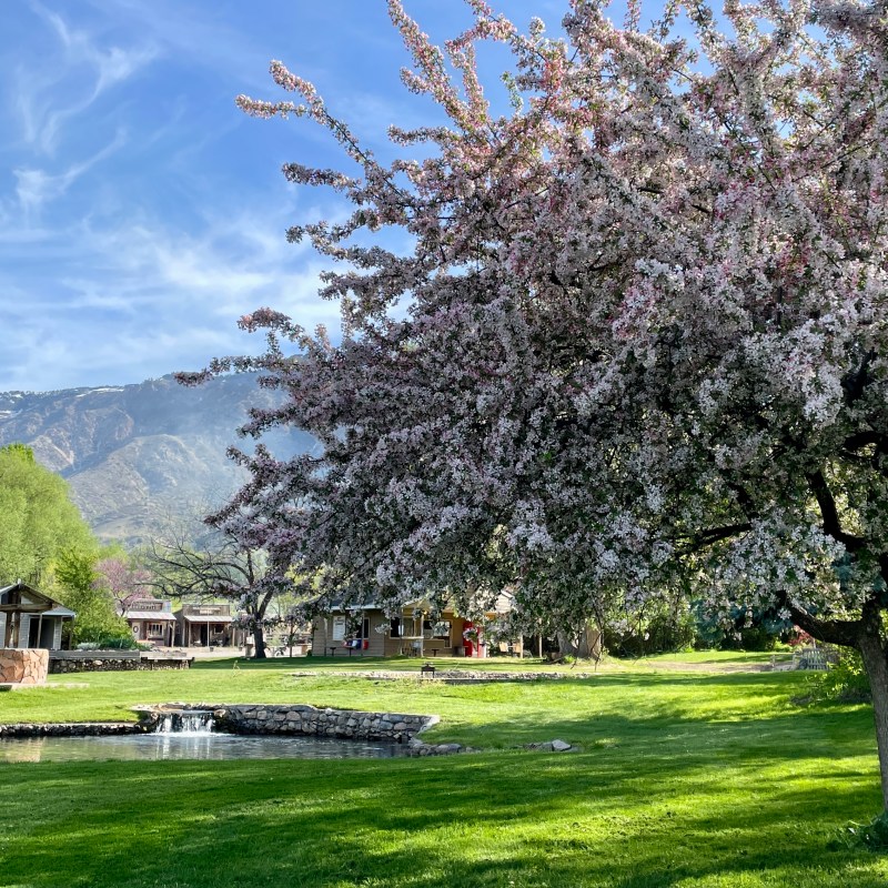 Blooming tree by a pond on a sunny day, mountains in the background.