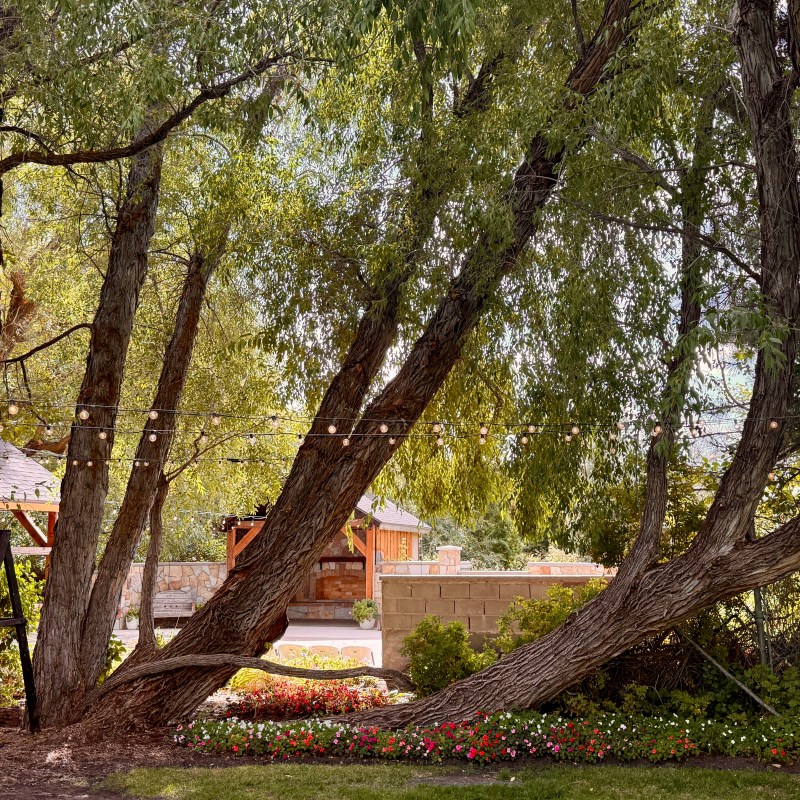 Backyard with leaning trees, string lights, flowers, and a wooden shed.